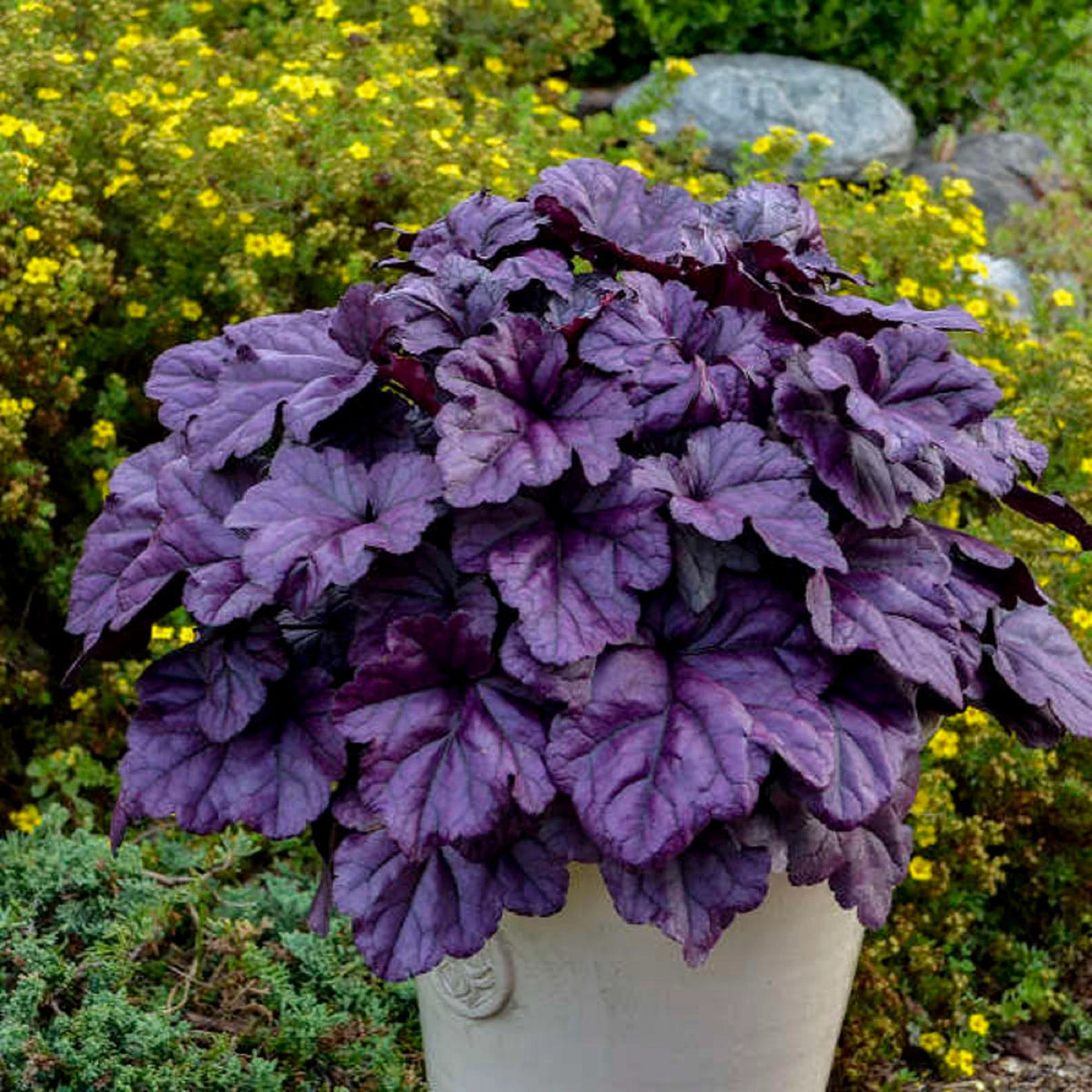 Purple Heuchera Flower seeds for Planting - Pollinator Friendly, Heirloom & GMO Free Seeds for Home Garden
 
 Sale seeds for planting in home garden