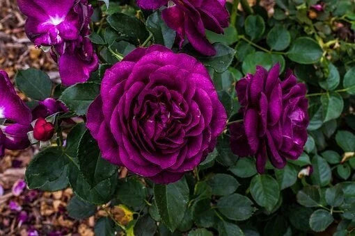 Dark Violet Rose Flower Seeds For Planting - Vibrant And Fragrant