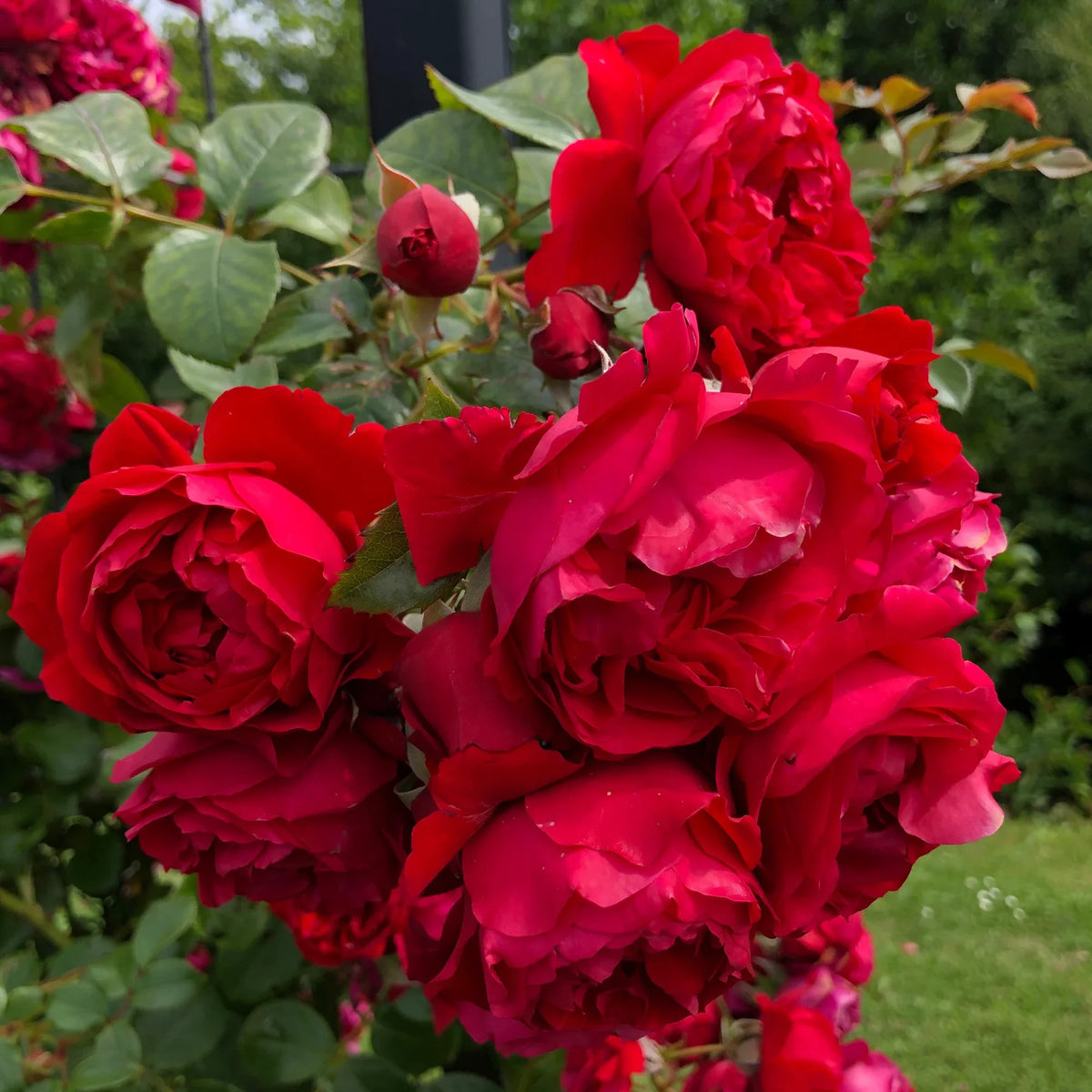 Red Pink Climbing Rose Flower seeds for Planting - Bright Blooms, Heirloom & GMO Free Seeds for Home Garden
 
 Sale for planting in home garden.