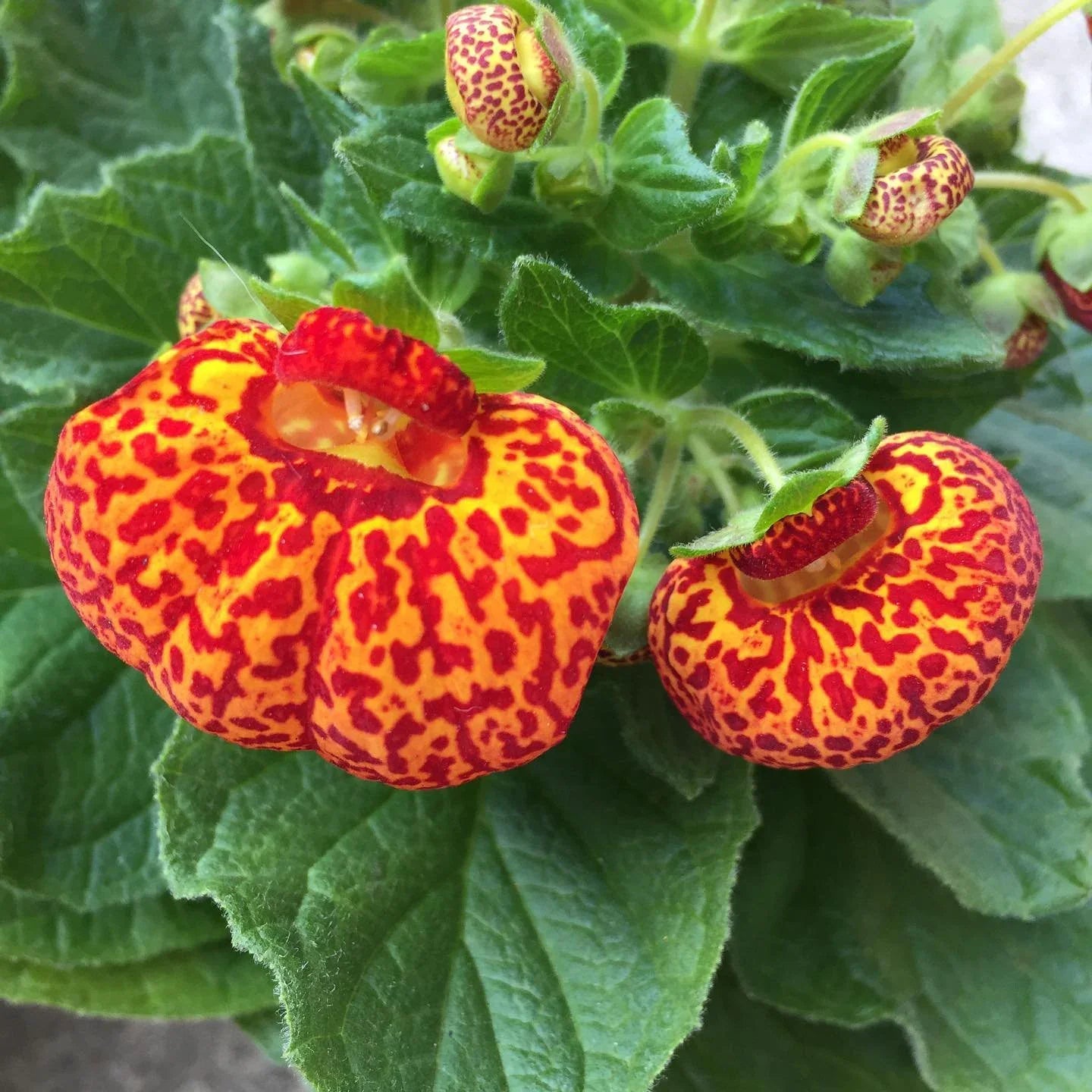 Yellow Calceolaria Crenatiflora Plant Seeds Planting