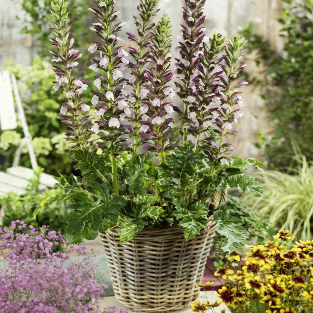 Acanthus Spinosus Acanthus spinosus for planting in flower bed