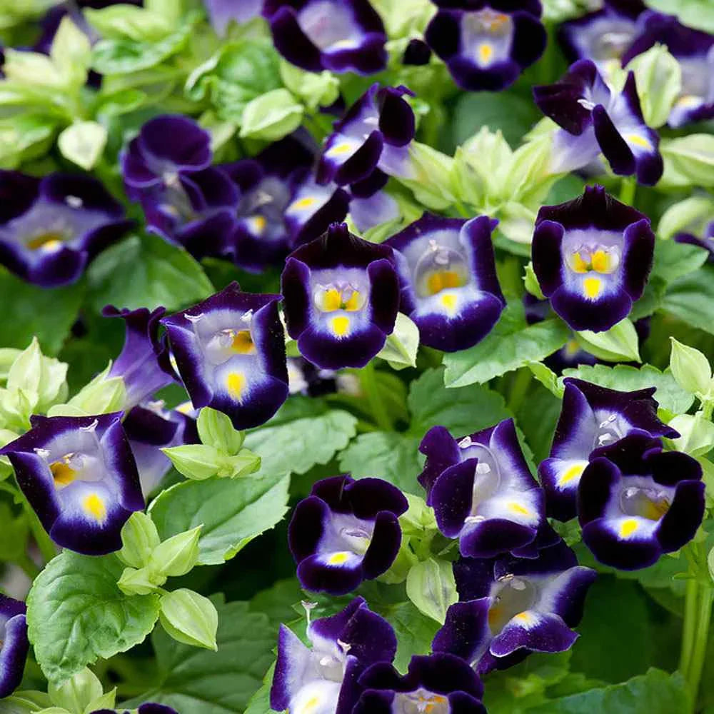 Torenia Kauai Flower Seeds: Vibrant Blooms For Lush Gardens And Container Planting Seeds