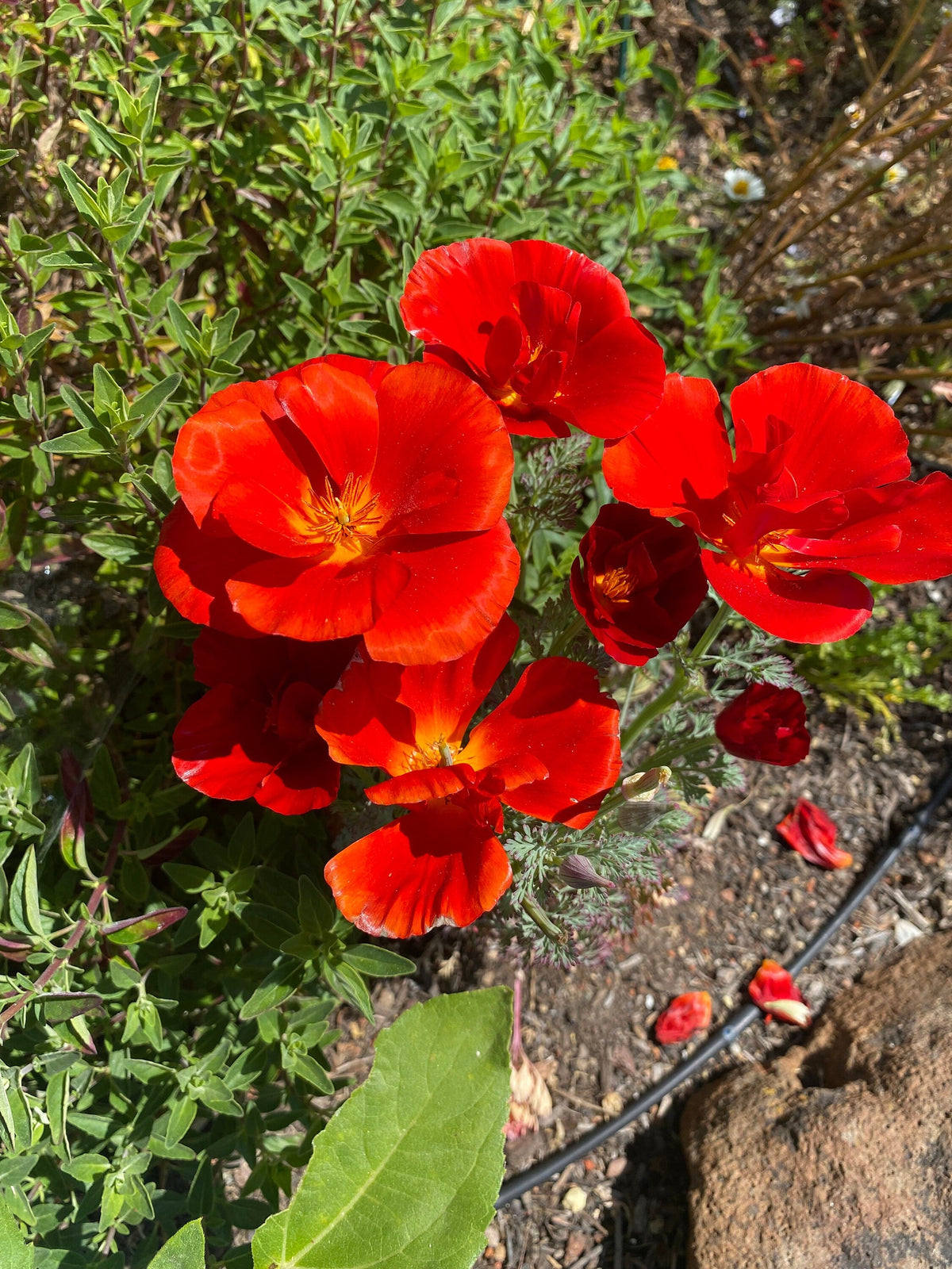 Red Eschscholtzia Flower seeds for Planting Bright Blooms Heirloom & GMO Free Seeds for Home Garden 
 
 Sale for planting in home garden