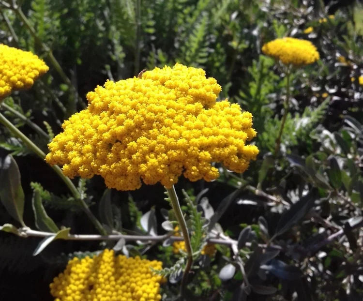 Bright Yellow Yarrow Flower Seeds For Easy Planting