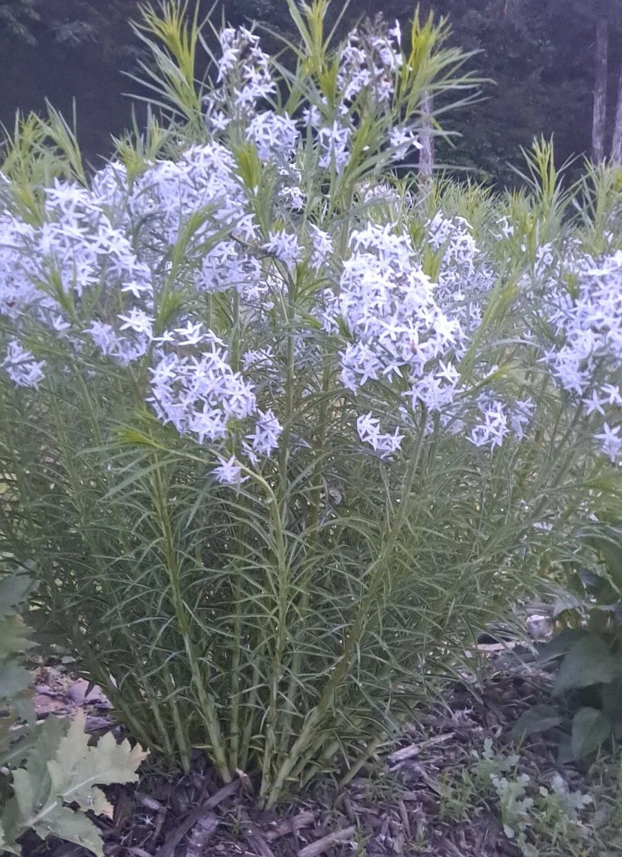 Plant Amsonia Hubrichtii Bluestar Seeds