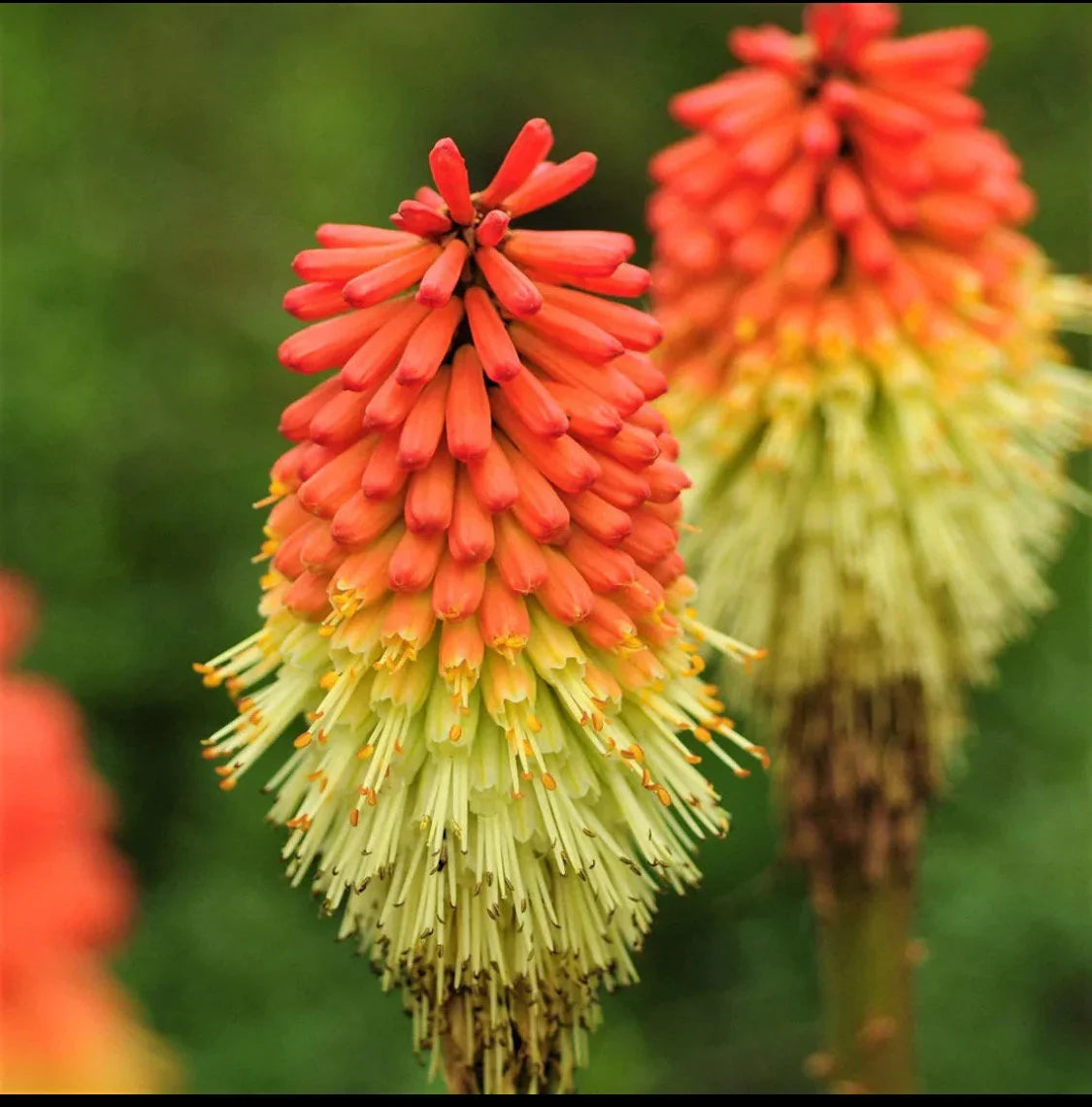 Kniphofia (Kniphofia Flower) seeds for planting in home garden