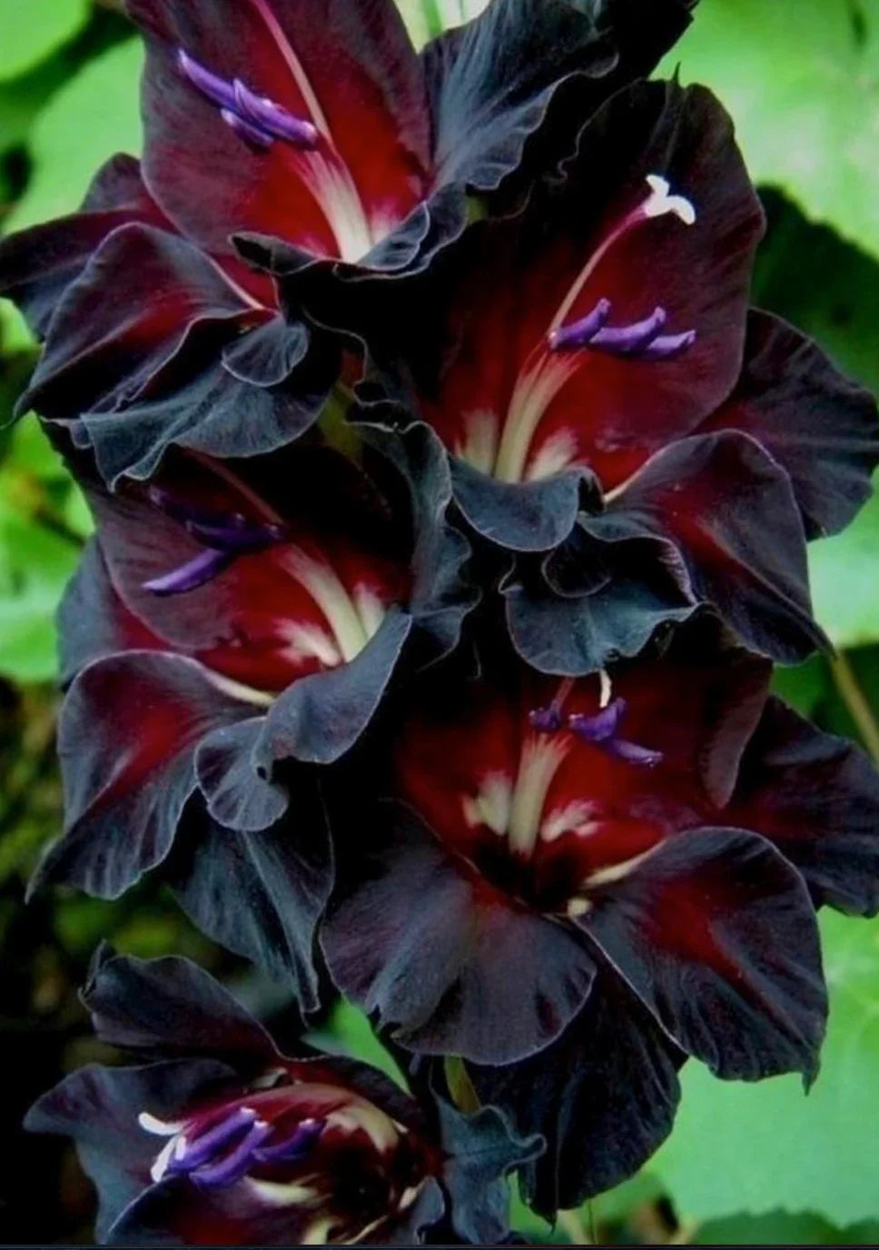 Black (Black Gladiolus) seeds for planting in home garden