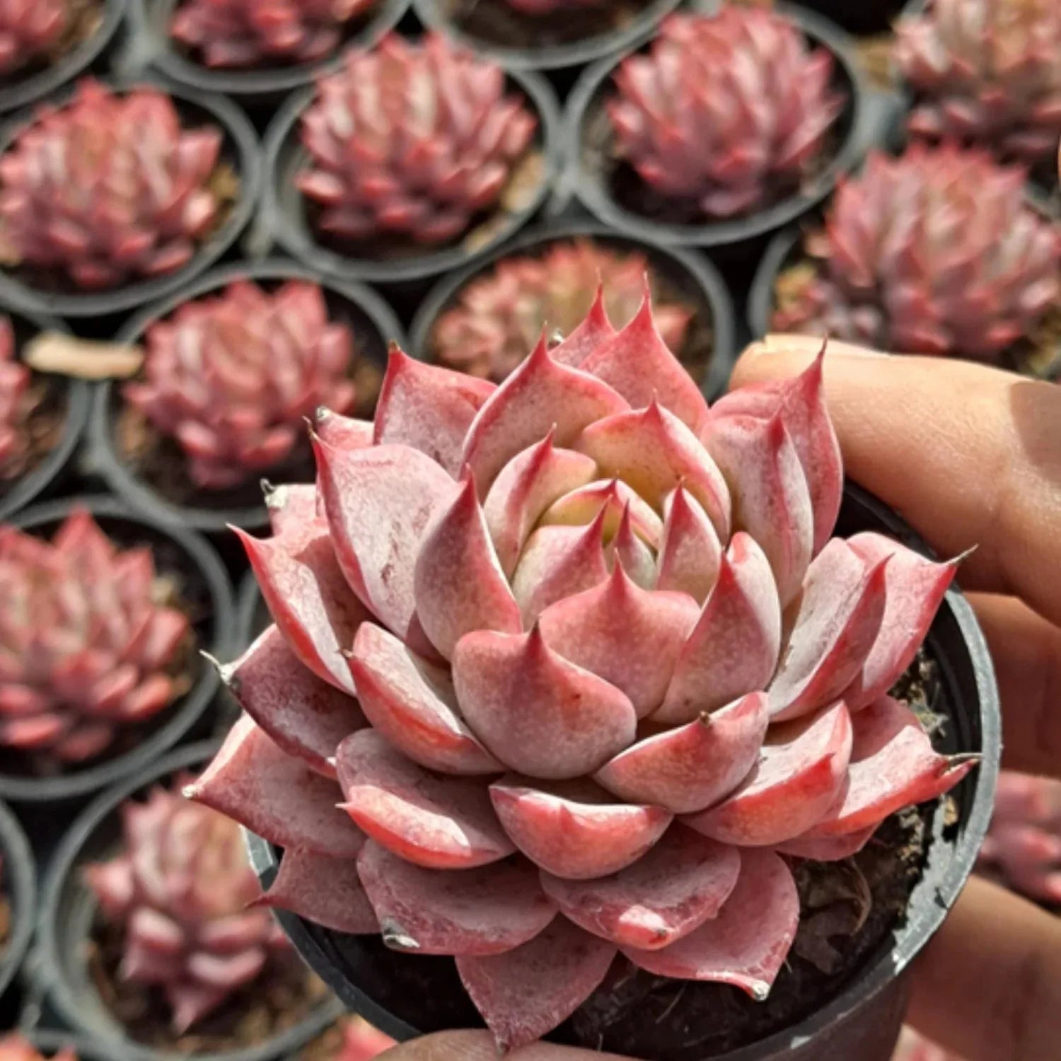 Echeveria Purpusorum Seeds - Maroon Red Succulent Planting Pack Plant Seeds