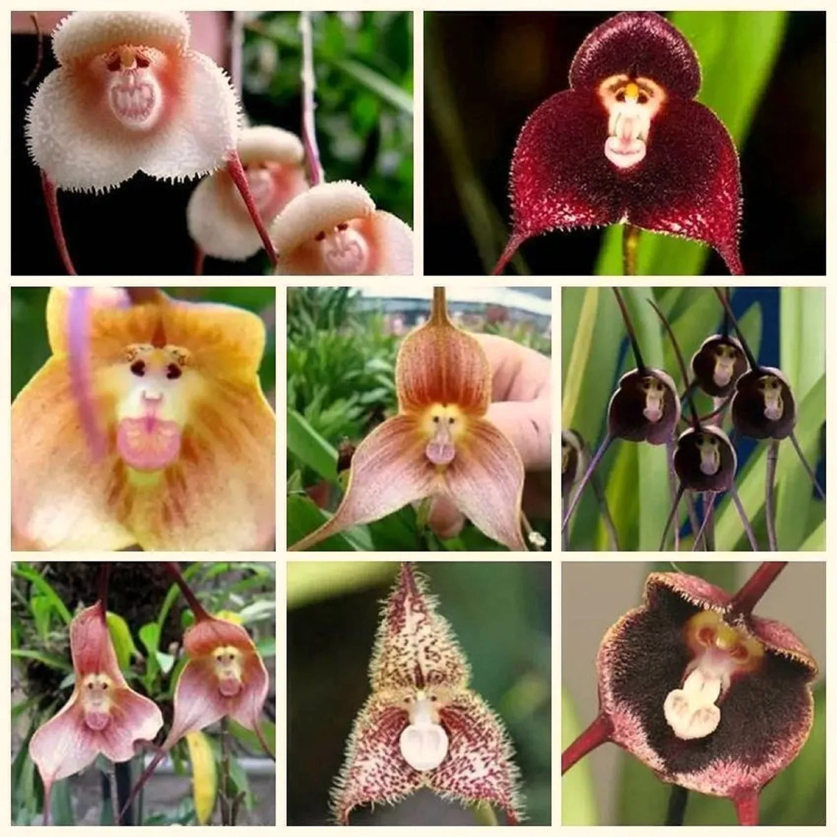 Mixed Monkey Face Orchid Flower seeds for Planting - Cut Flower Favorite, Heirloom & GMO Free Seeds for Home Garden
 
 Sale seeds for planting in home garden