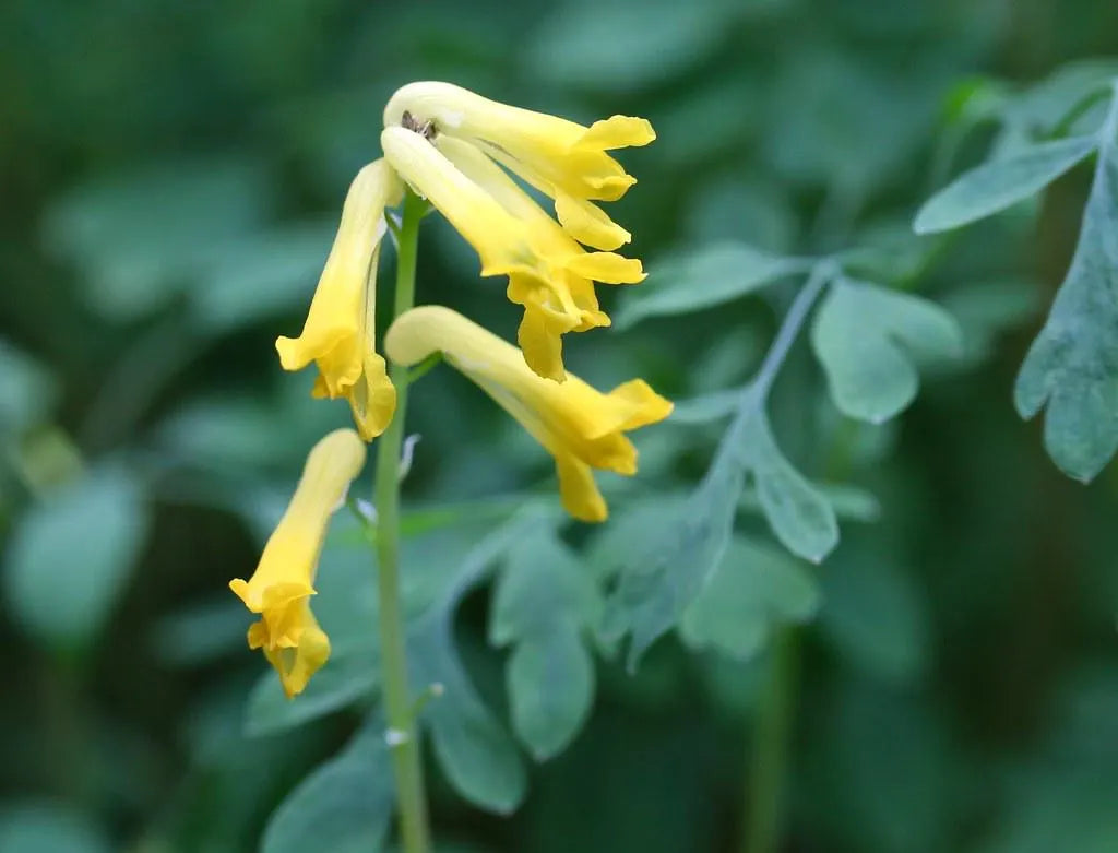 Corydalis (Corydalis Lutea) seeds for planting in home garden