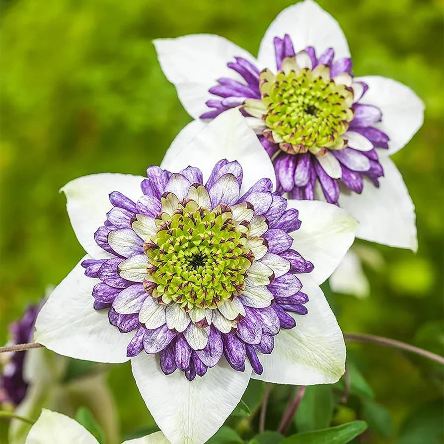 White Purple Clematis Flower Seeds For Easy Planting