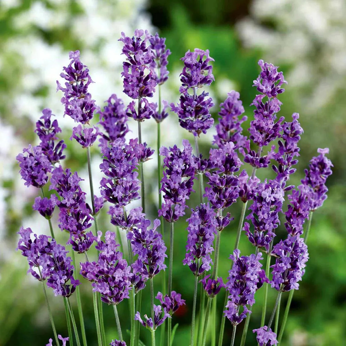 Heirloom (Heirloom Lavender) seeds for planting in home garden