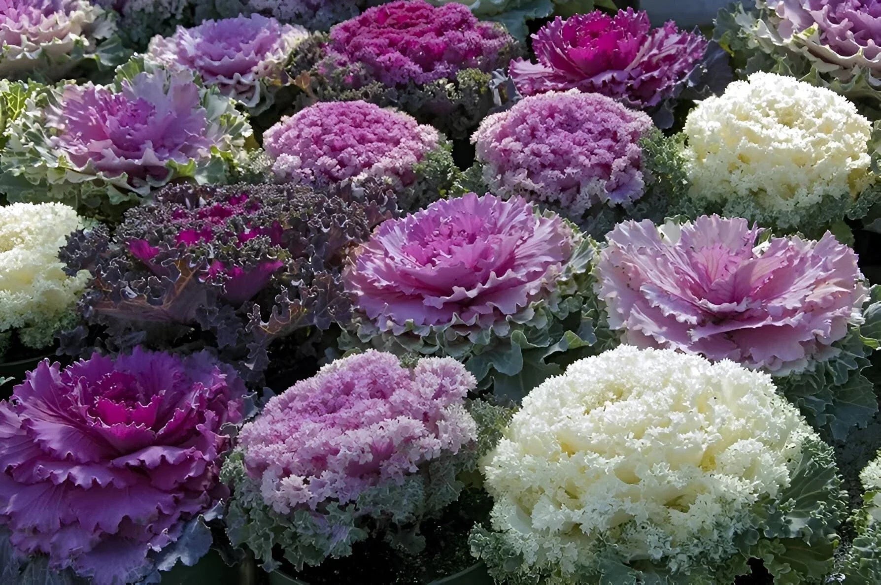 Brassica Oleracea Mixed Colour Flower Seeds For Planting