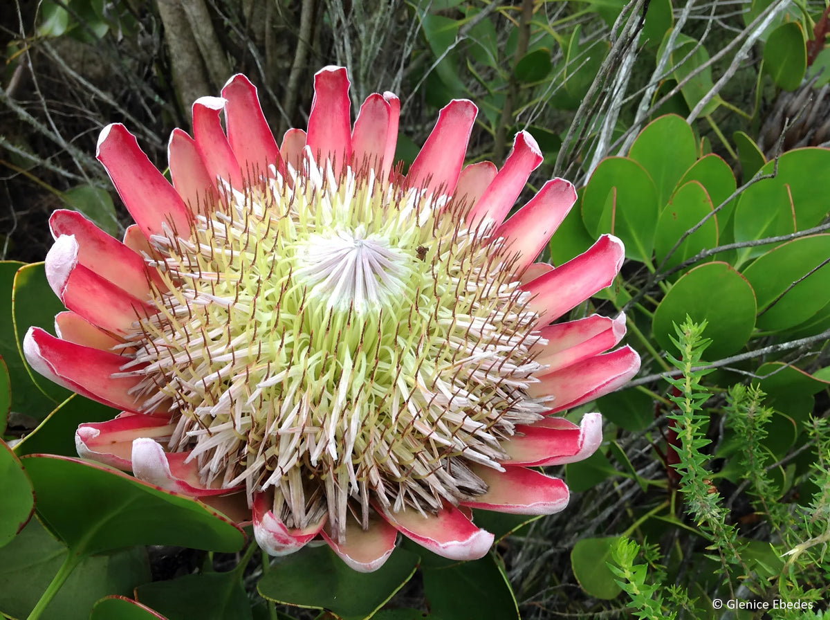 Pink White Protea Flower seeds for Planting - Wildflower Mix, Heirloom & GMO Free Seeds for Home Garden
 
 Sale seeds for planting in home garden