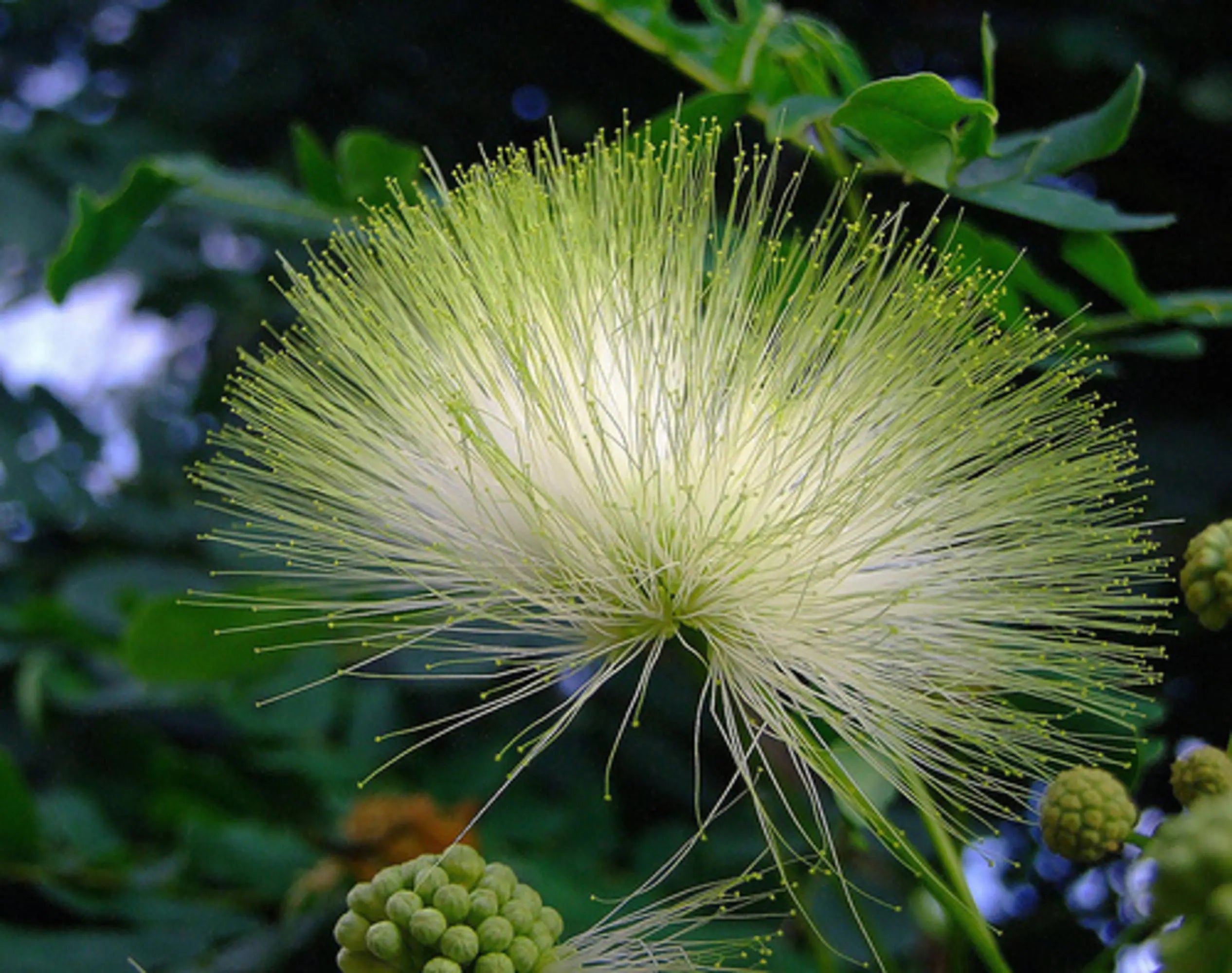 Albizia Flower Seeds For Planting White - Grow The Delicate Albizias To Brighten Your Garden