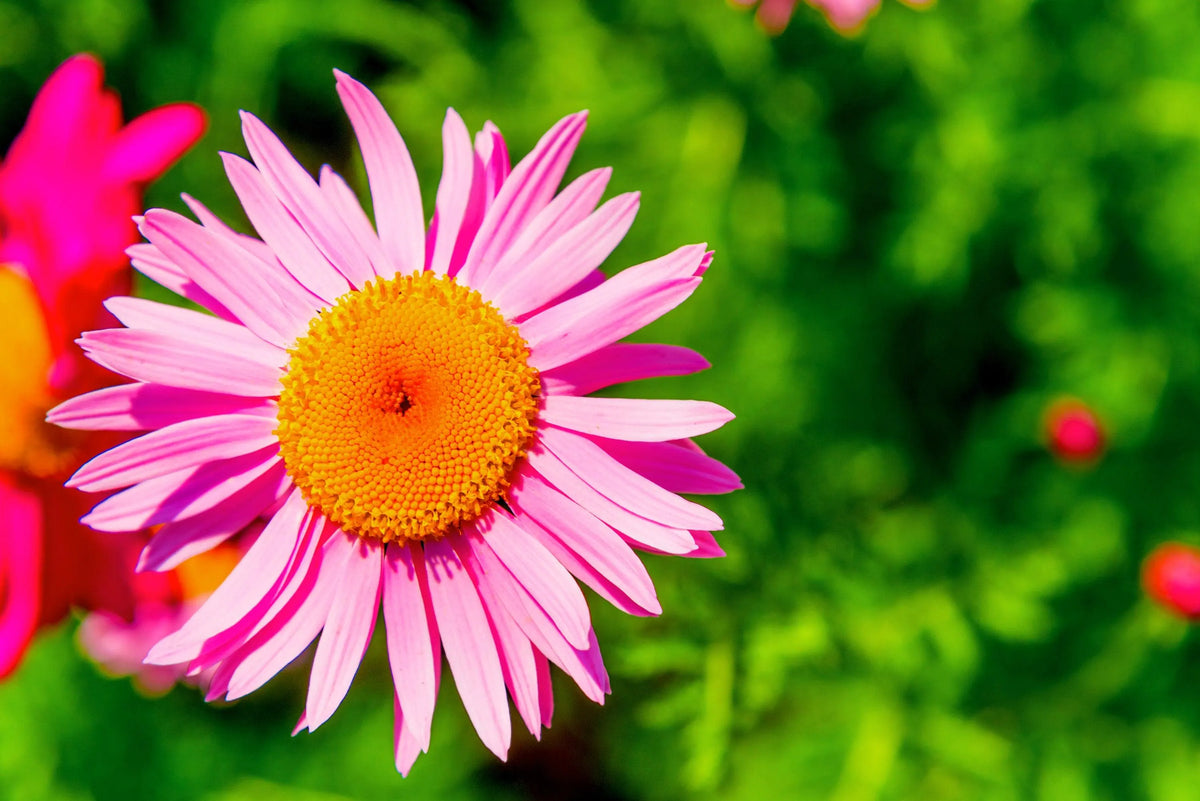 Pink Robinsons Flower seeds for Planting - Cut Flower Favorite, Heirloom & GMO Free Seeds for Home Garden
 
 Sale seeds for home garden