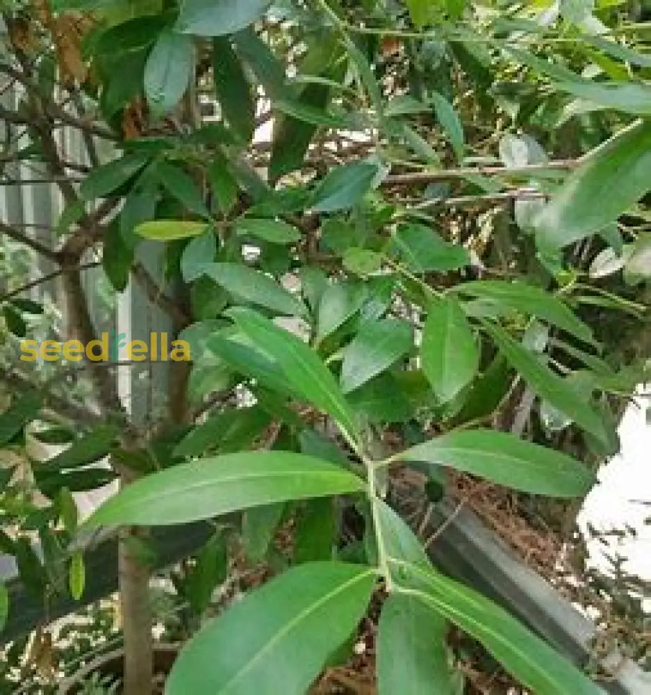 Ilex Paraguayensis Seeds For Planting Plant Seeds