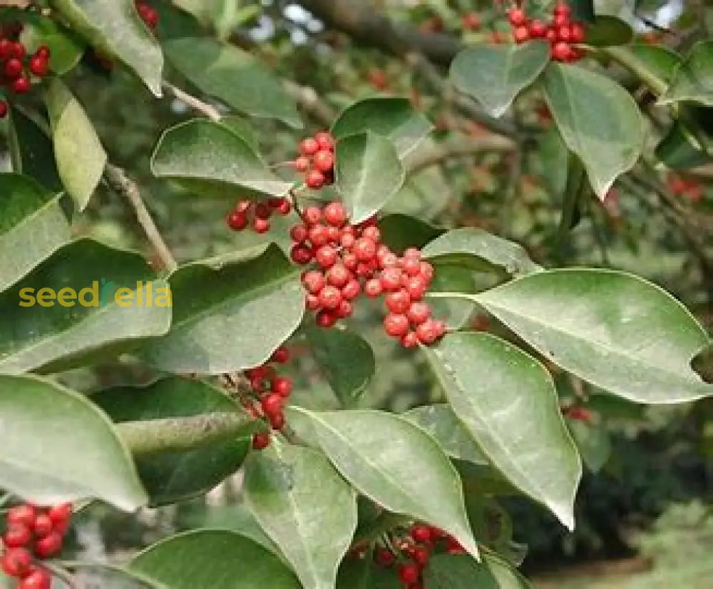 Ilex Paraguayensis Seeds For Planting Plant Seeds