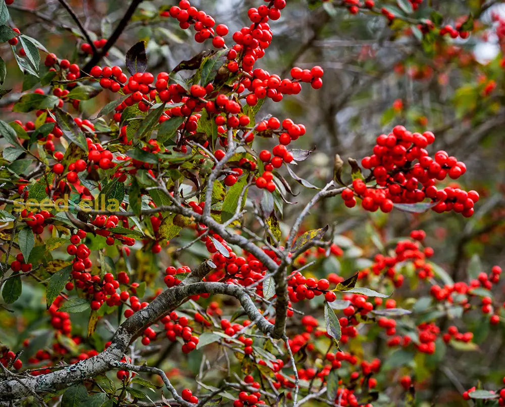 Ilex Verticillata Seedlings Growing in Garden Soil