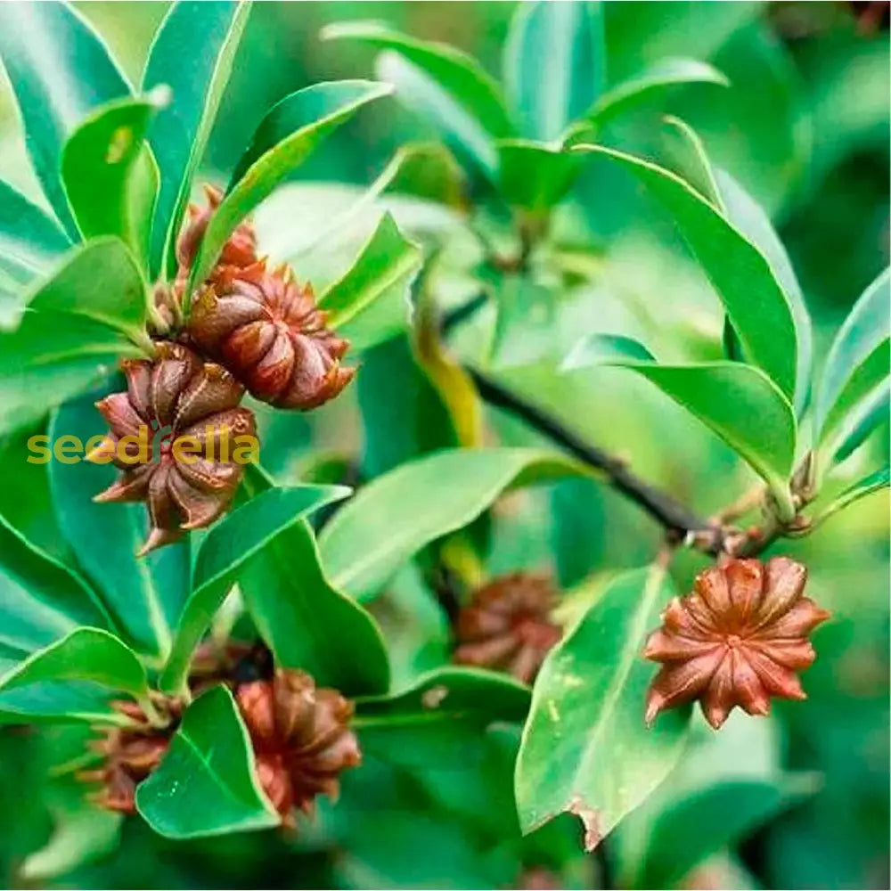 Illicium Verum Seeds Collection For Planting Plant Seeds