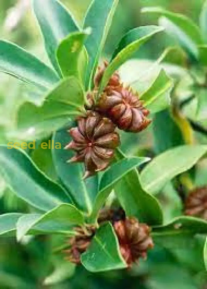 Illicium Verum Seeds Collection For Planting Plant Seeds