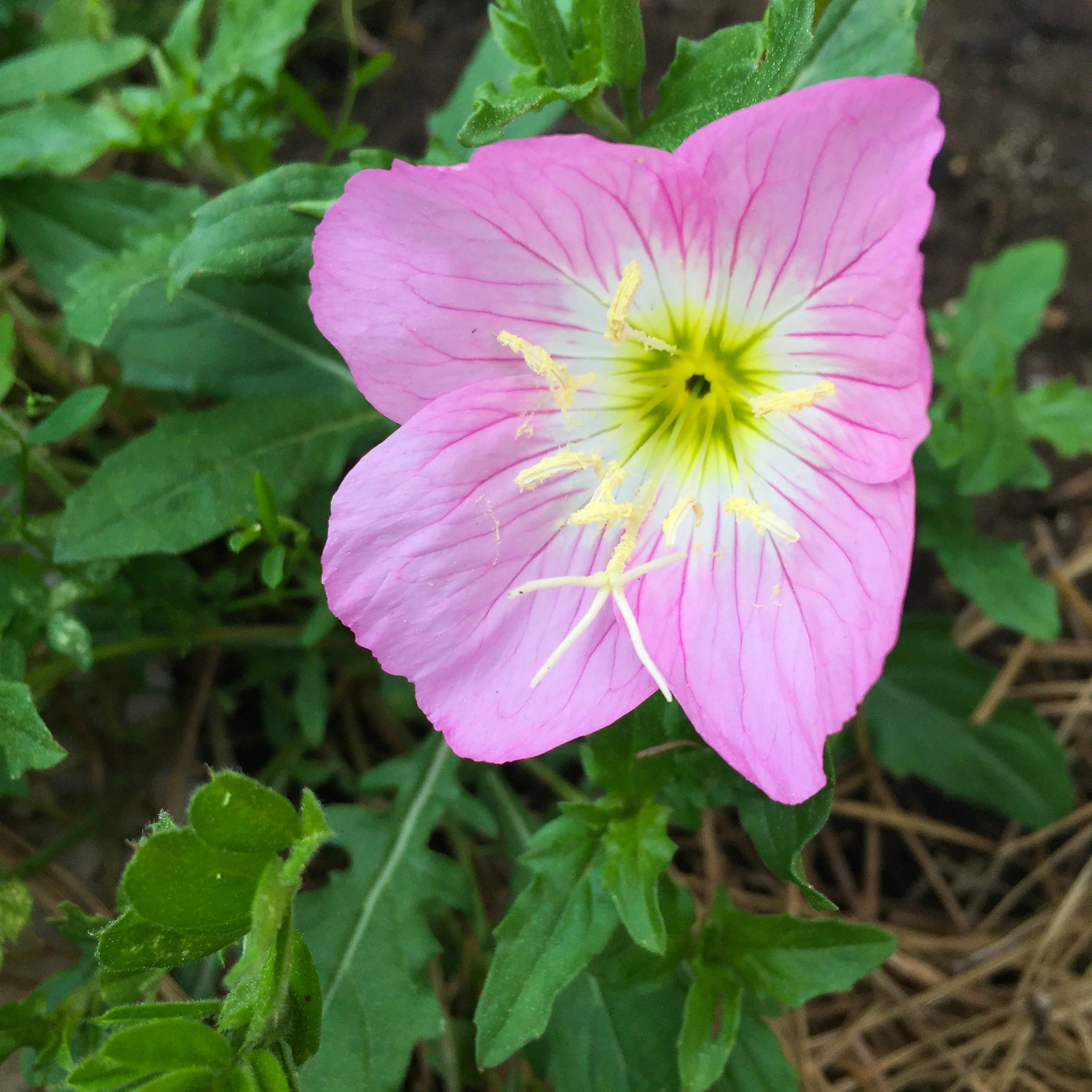 Semi di Fiore Primula Rosa - Ideali per la Piantagione in Giardini Luminosi