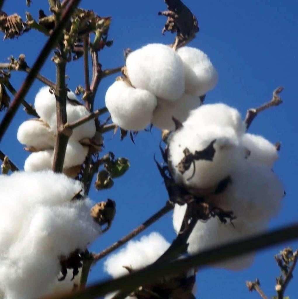 White Cotton Plant Seeds Planting Soft