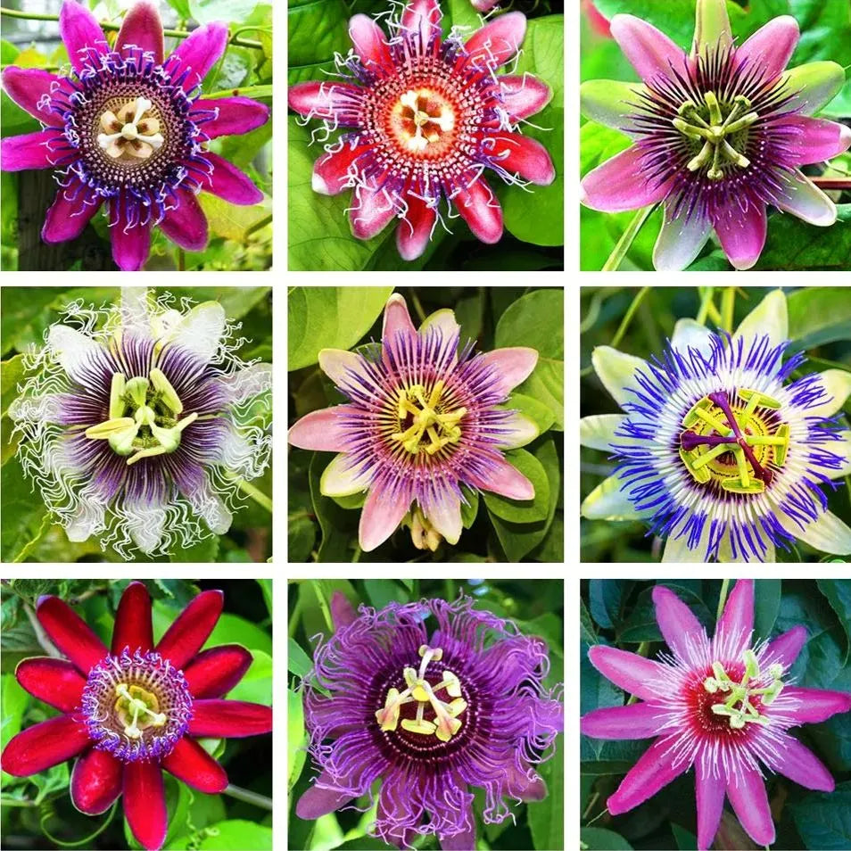 MultiColored (MultiColored Passion) seeds for planting in home garden