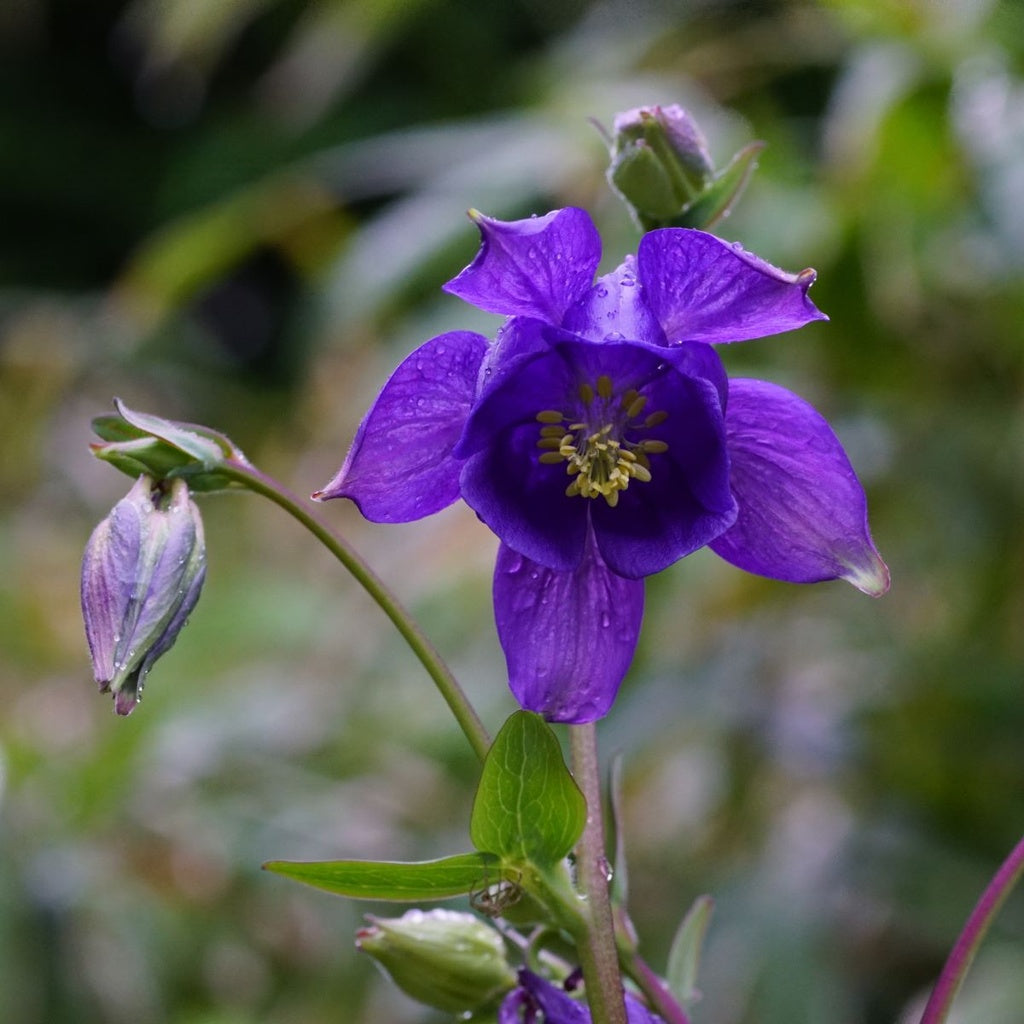 Blue Aquilegia Flower seeds for Planting - Compact Growth, Heirloom & GMO Free Seeds for Home Garden
 
 Sale seeds for home garden