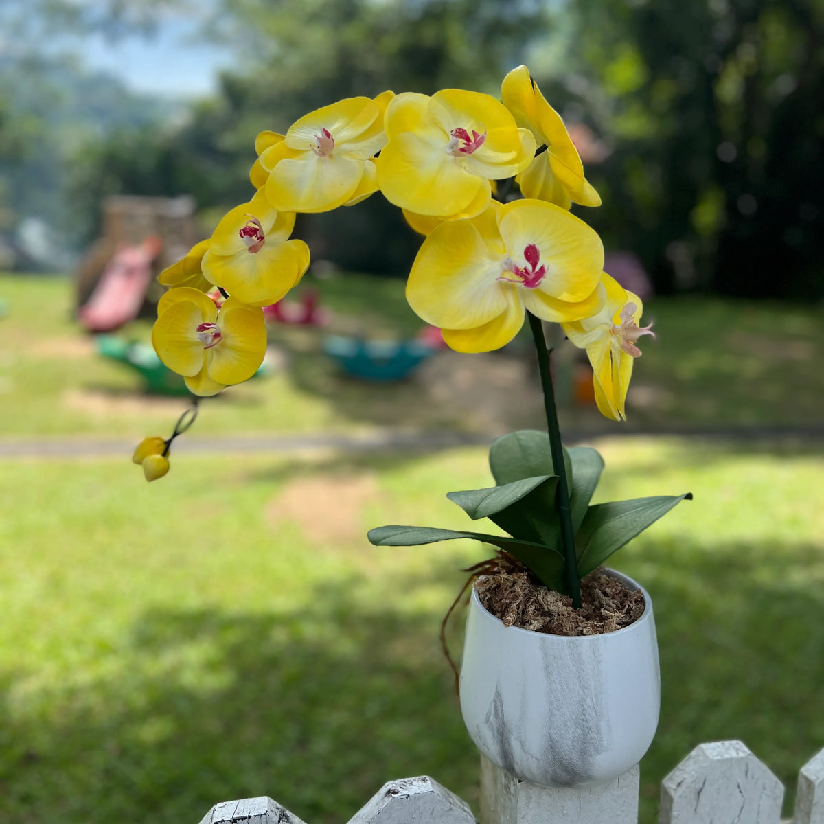 Yellow (Yellow Orchid) seeds for planting in home garden