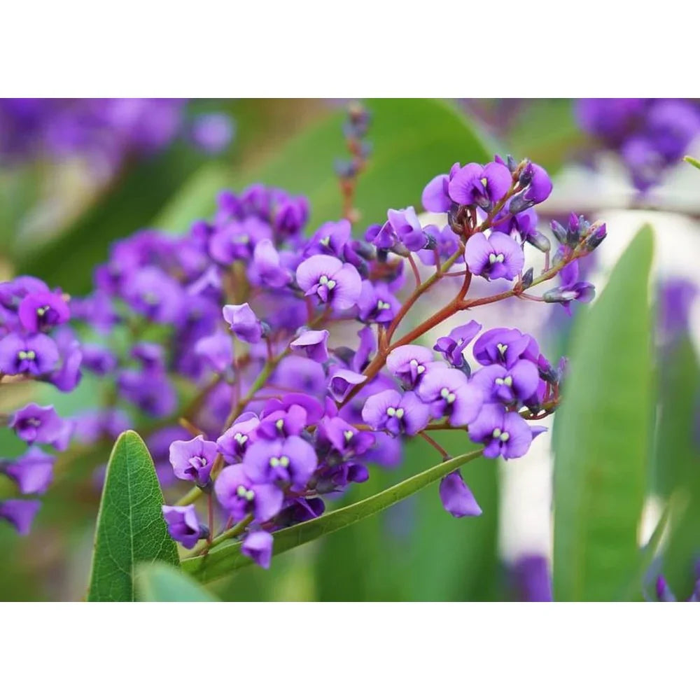 Hardenbergia (Hardenbergia Flower) seeds for planting in home garden