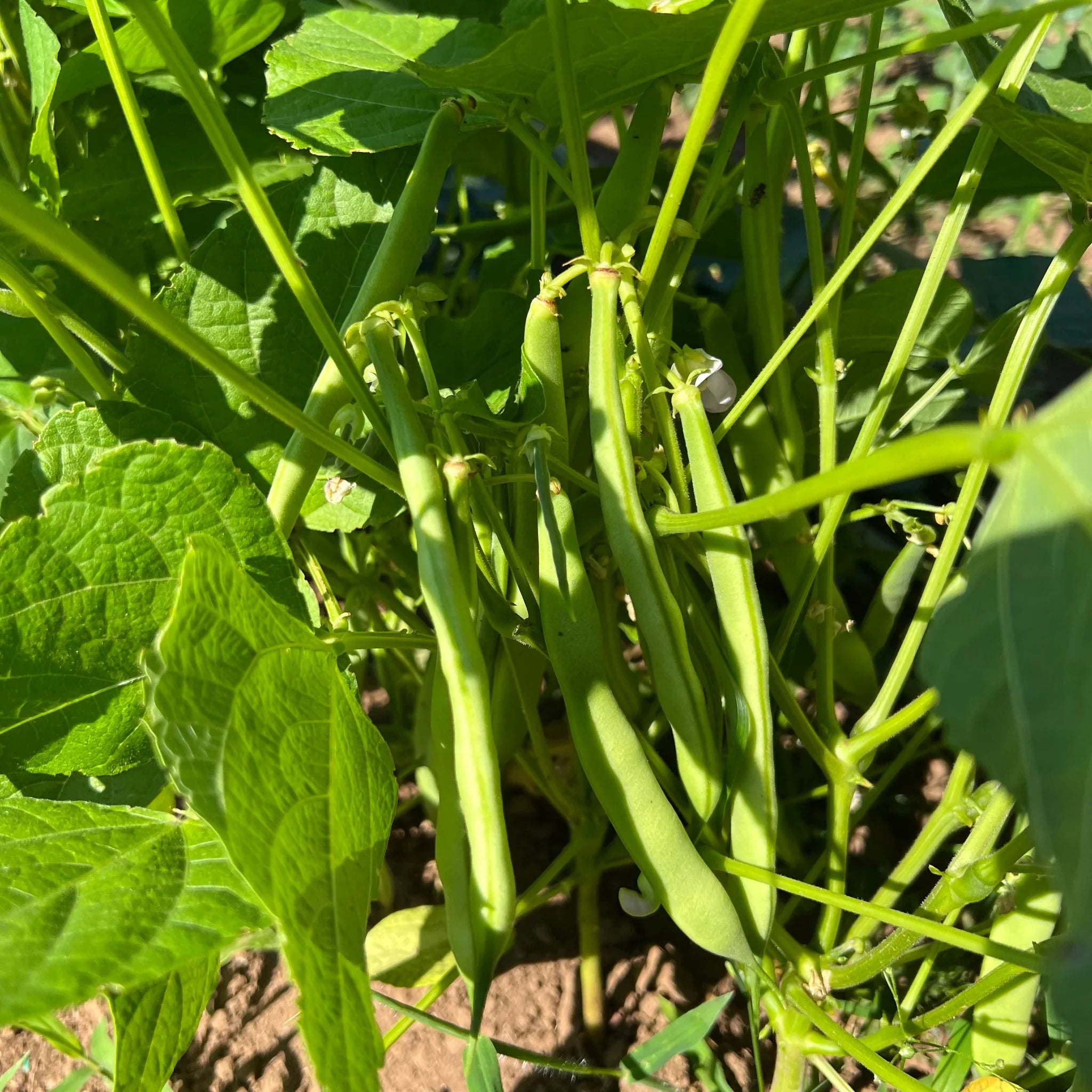 Yellow Arikara Beans Vegetable Seeds Planting