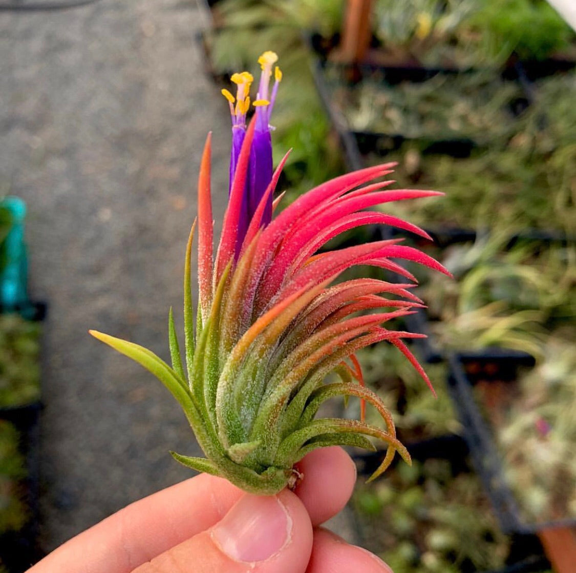 Tillandsia Ionantha Flower seeds for Planting Vibrant Colors Heirloom & GMO Free Seeds for Home Garden 
 
 Sale for planting in home garden