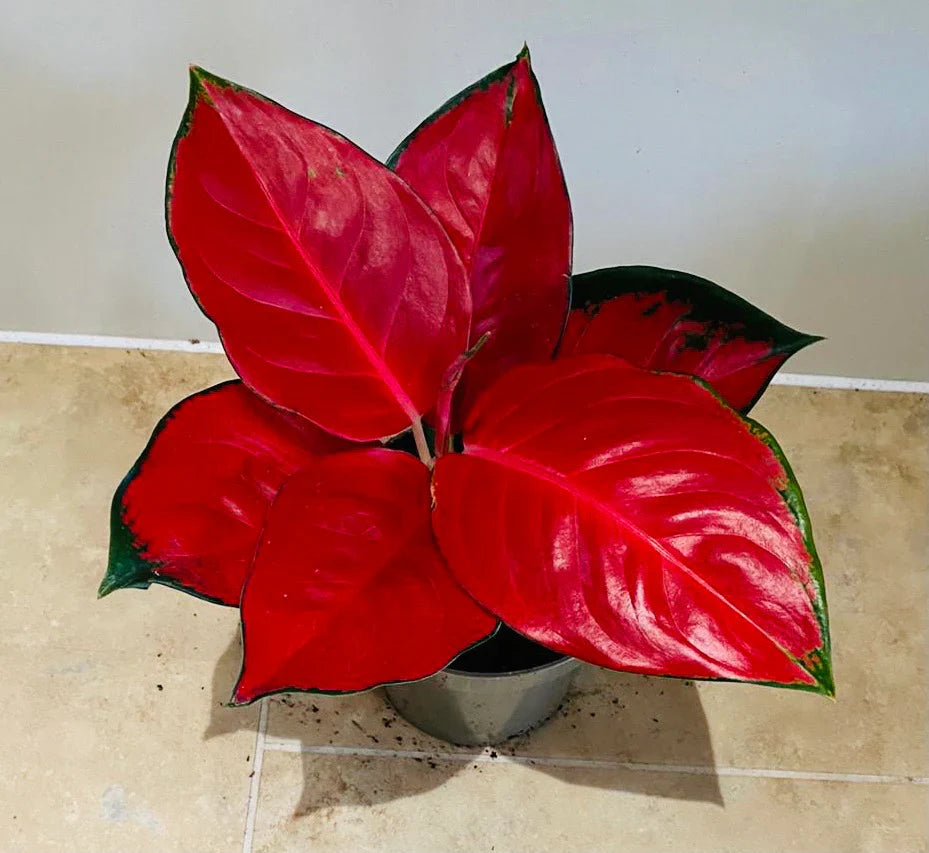 Aglaonema Seeds For Planting: Add Exotic Red Color To Your Garden