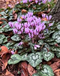 Elegant Dark Blue Cyclamen Flower Seeds - Perfect For Planting