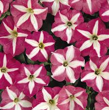 Petunia Carpet Rose Star seeds for spreading flowers