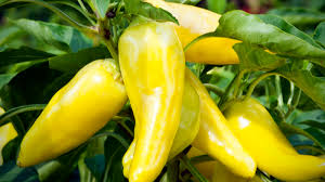 Planting Banana Pepper Vegetable Seeds - Sweet Spice For Your Garden Seeds