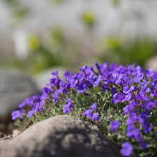 Rock Cress Planting Flower Blue Seeds For A Vibrant Garden Display