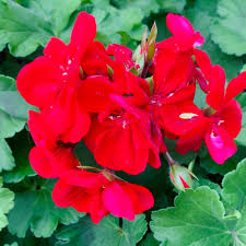 Burgundy Univalve Geranium Seeds For Rich Planting Plant Seeds