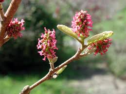 Fortunearia Sinensis Pink Flower Seeds for Vibrant Garden Blooms