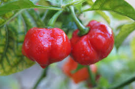 Habanero Chili Seeds for Spicy Planting