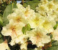 Rhododendron Yellow Seeds For Planting Flower