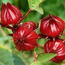 Roselle Flower seeds for Planting - Low Maintenance, Heirloom & GMO Free Seeds for Home Garden
 
 Sale seeds for home garden