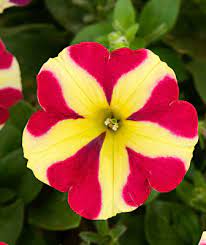 Red & Yellow Petunia Flower seeds for Planting - Pollinator Friendly, Heirloom & GMO Free Seeds for Home Garden
 
 Sale seeds for home garden
