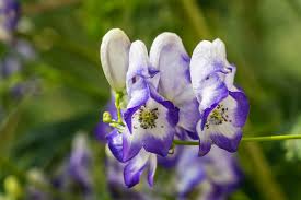 Blue Aconitum Flower seeds for Planting - Sun Loving, Heirloom & GMO Free Seeds for Home Garden
 
 Sale seeds for planting in home garden