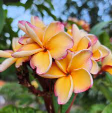 Peach Frangipani Flower seeds for Planting - Sun Loving, Heirloom & GMO Free Seeds for Home Garden
 
 Sale seeds for home garden
