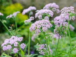 Chaerophyllum Flower seeds for Planting - Easy to Grow, Heirloom & GMO Free Seeds for Home Garden
 
 Sale seeds for planting in home garden