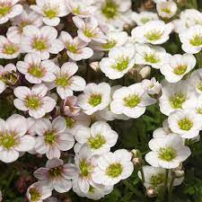 White Blush Saxifraga Flower seeds for Planting - Seasonal Bloomer, Heirloom & GMO Free Seeds for Home Garden
 
 Sale seeds for planting in home garden