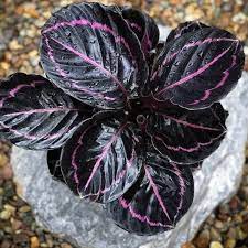 Black Calathea Flower seeds for Planting - Long Bloom Season, Heirloom & GMO Free Seeds for Home Garden
 
 Sale seeds for home garden