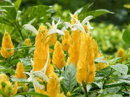 Yellow Pachystachys Lutea Flower seeds for Planting - Sun Loving, Heirloom & GMO Free Seeds for Home Garden
 
 Sale seeds for planting in home garden